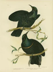 Ave fusil de la Reina Victoria, 1891